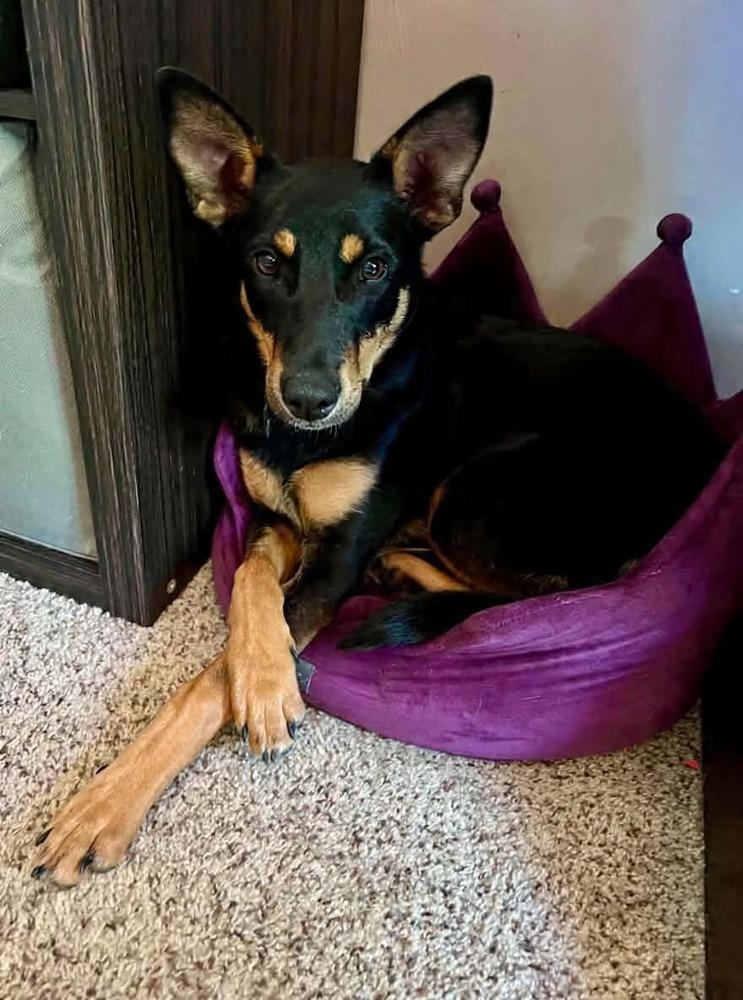 Barkbra Streisand, Adoptable, Puppy Female German Shepherd Dog.