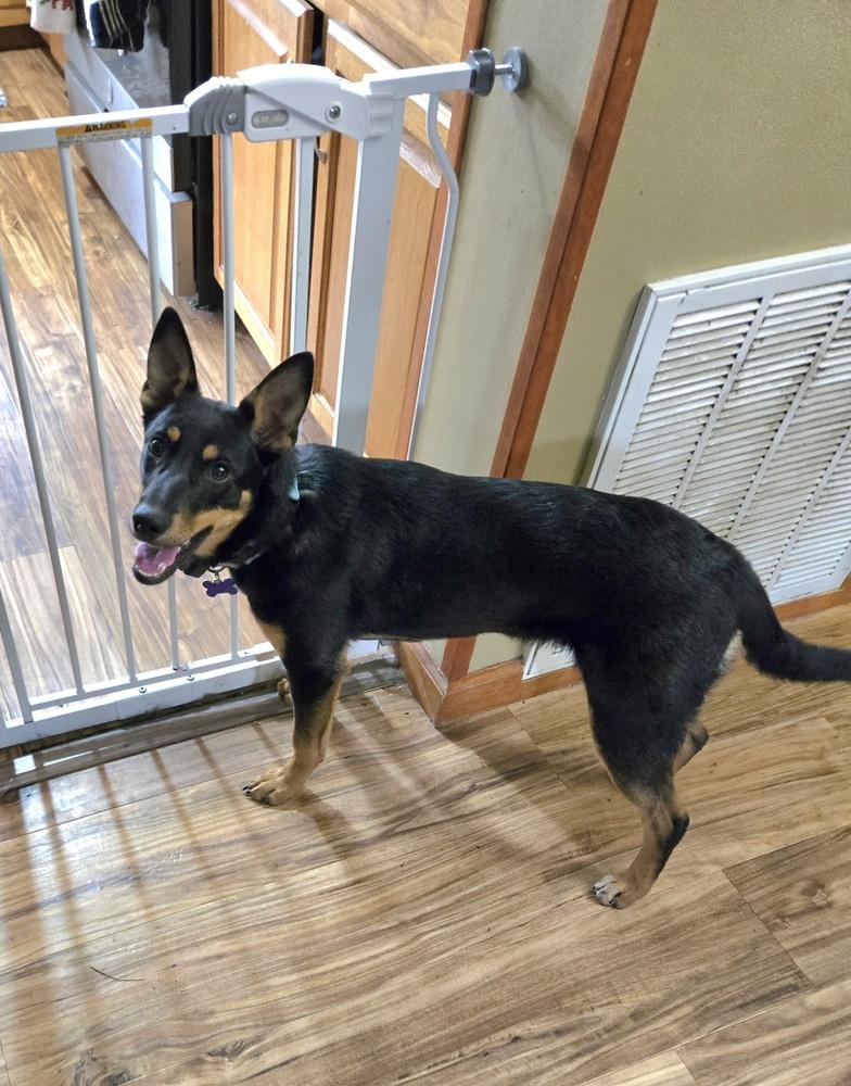Barkbra Streisand, a Adoptable mixed breed in Springdale, PA image 4/6