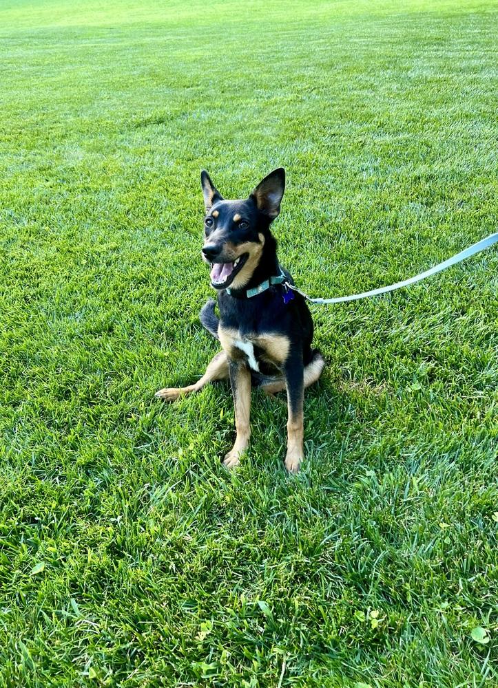 Barkbra Streisand, a Adoptable mixed breed in Springdale, PA image 6/6