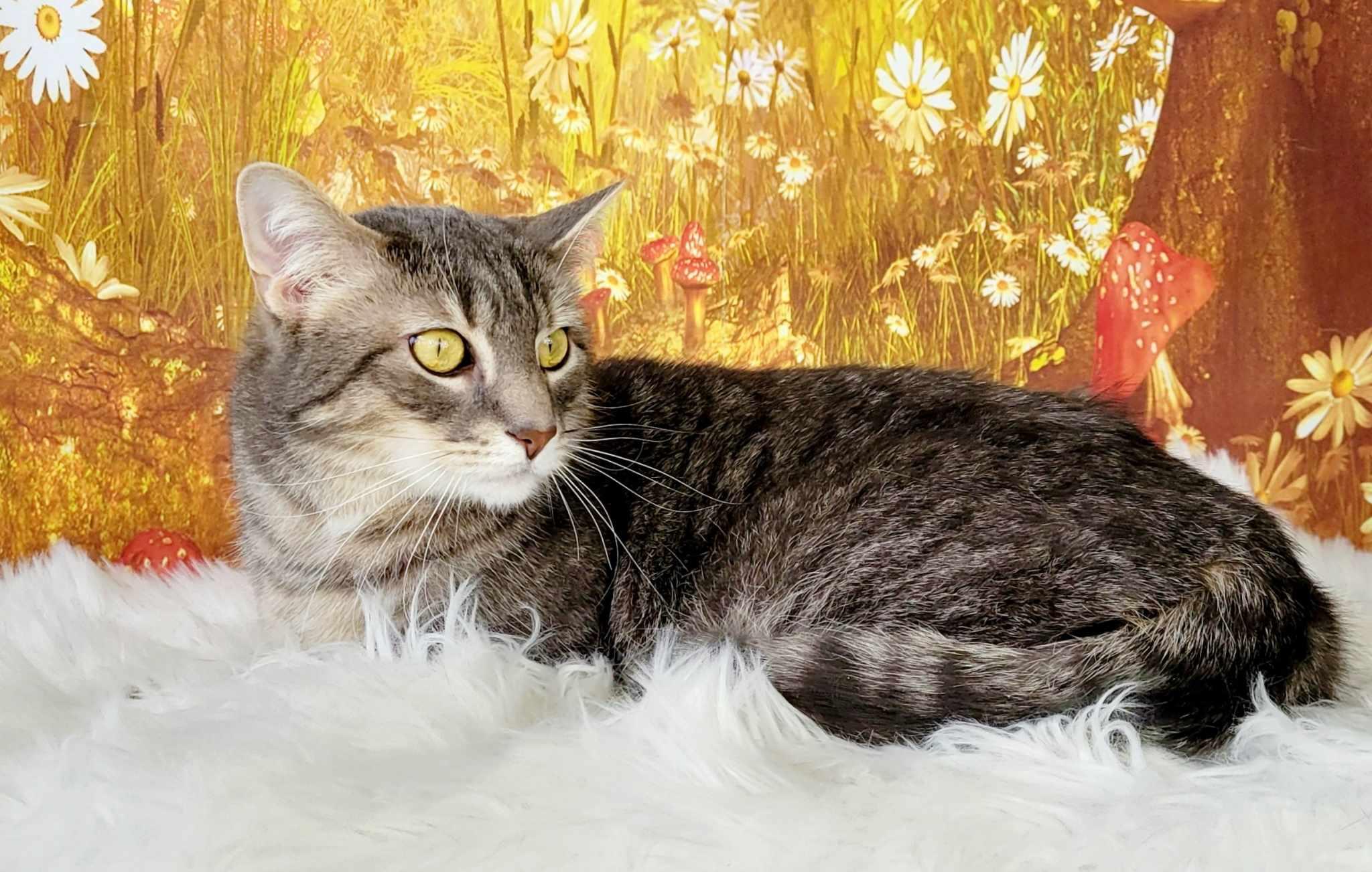 Enlarge Cannolli, a Adoptable mixed breed in Greensburg, PA image 5/6