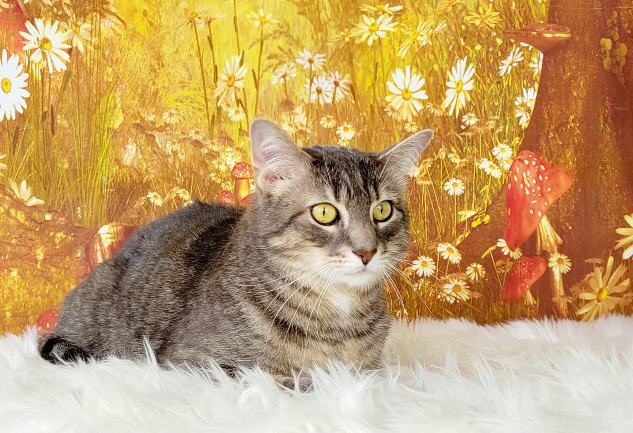 Enlarge Cannolli, a Adoptable mixed breed in Greensburg, PA image 2/6