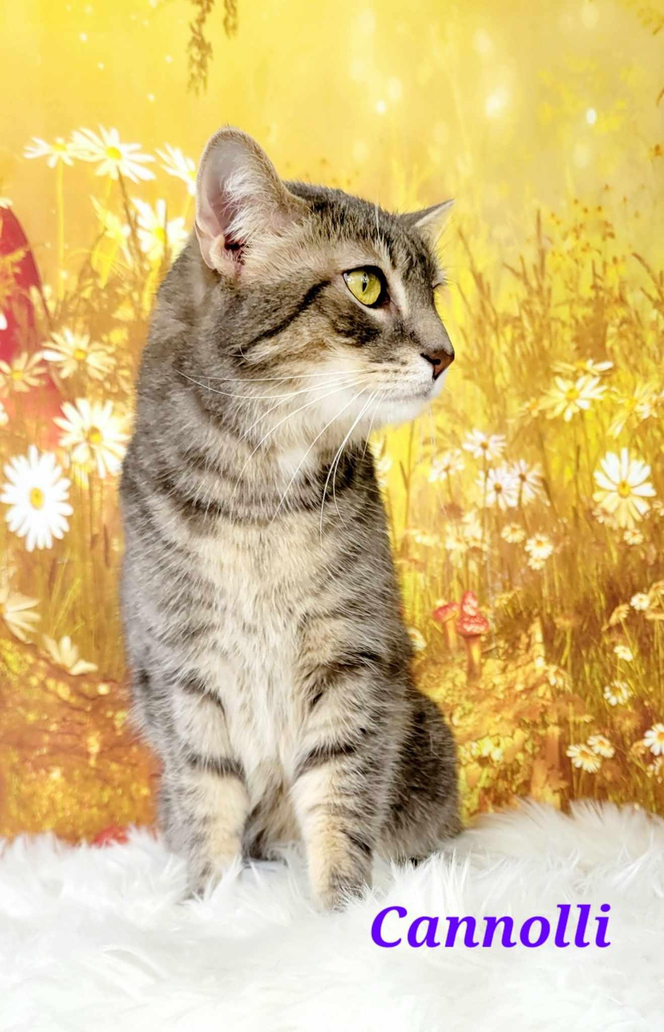 Enlarge Cannolli, a Adoptable mixed breed in Greensburg, PA image 6/6