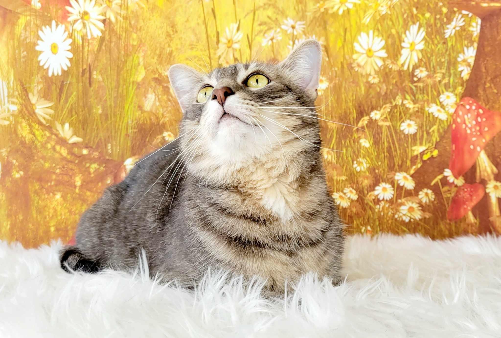 Enlarge Cannolli, a Adoptable mixed breed in Greensburg, PA image 3/6