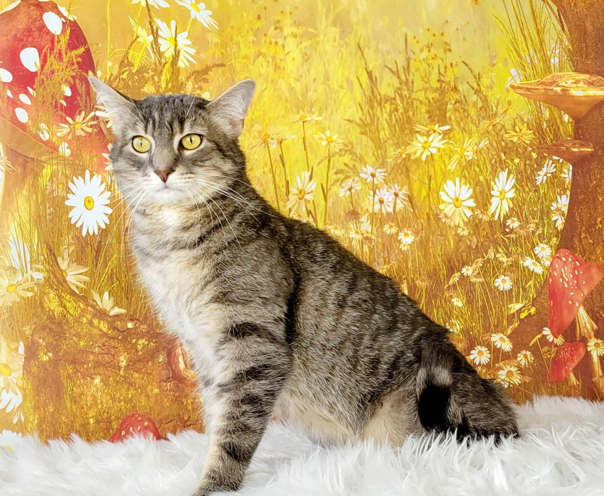 Enlarge Cannolli, a Adoptable mixed breed in Greensburg, PA image 1/6