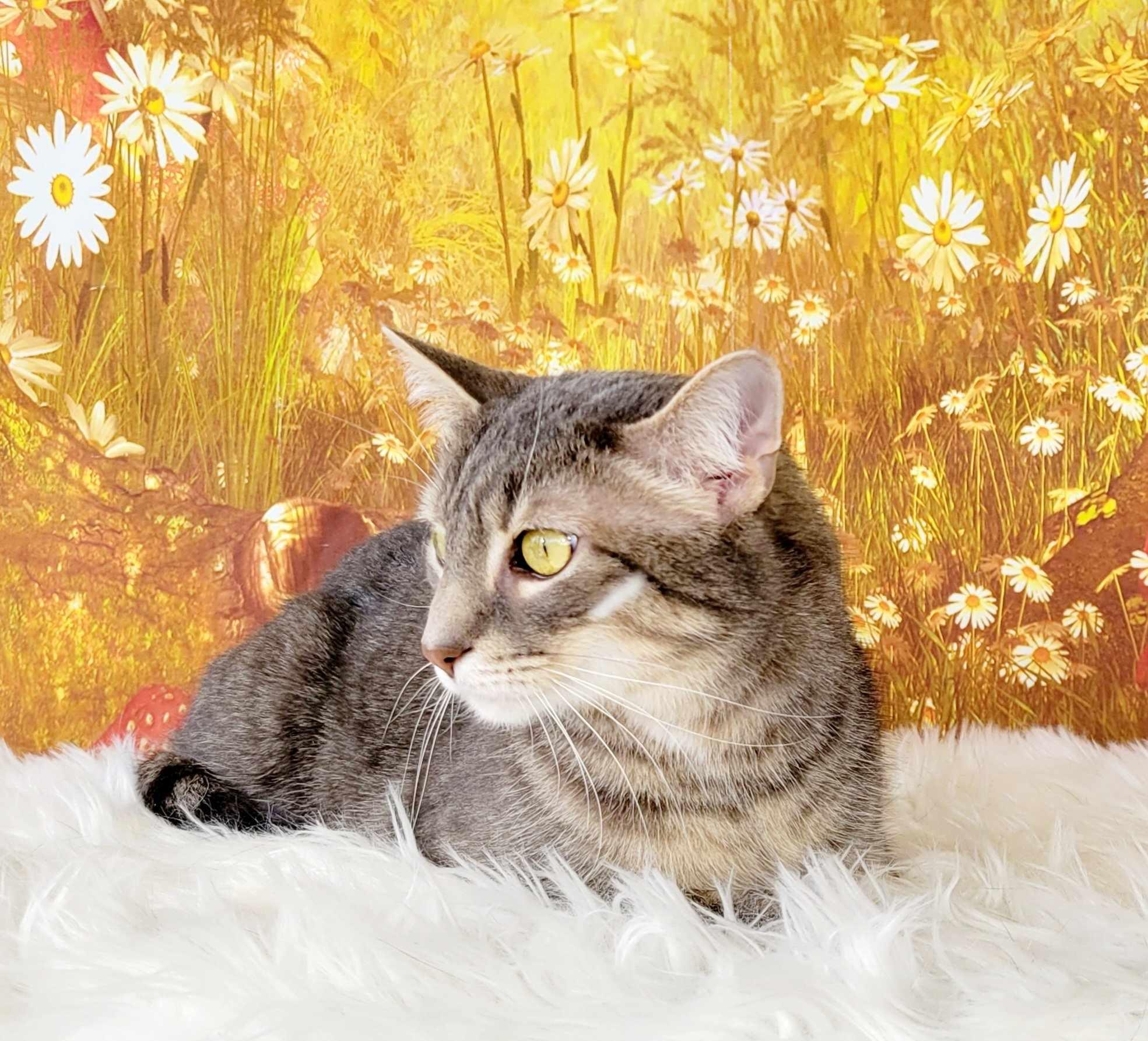 Enlarge Cannolli, a Adoptable mixed breed in Greensburg, PA image 4/6