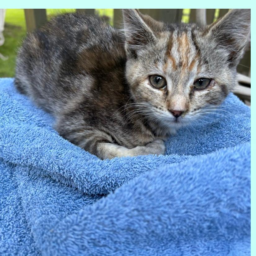 Harper, Adoptable, Young Female Domestic Short Hair.