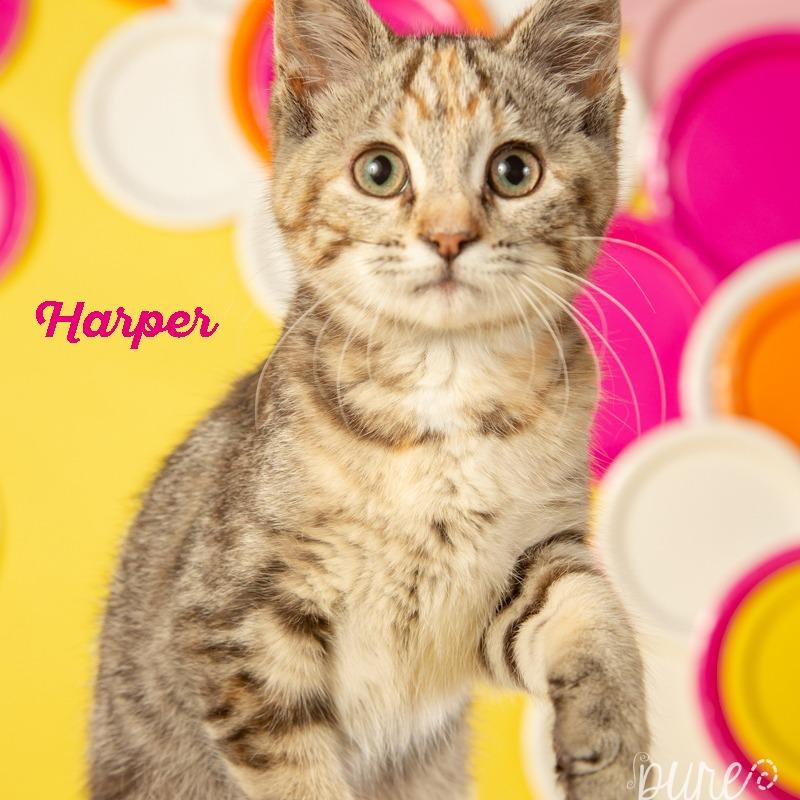 Harper, a Adoptable Domestic Short Hair in Springfield, MO image 2/5