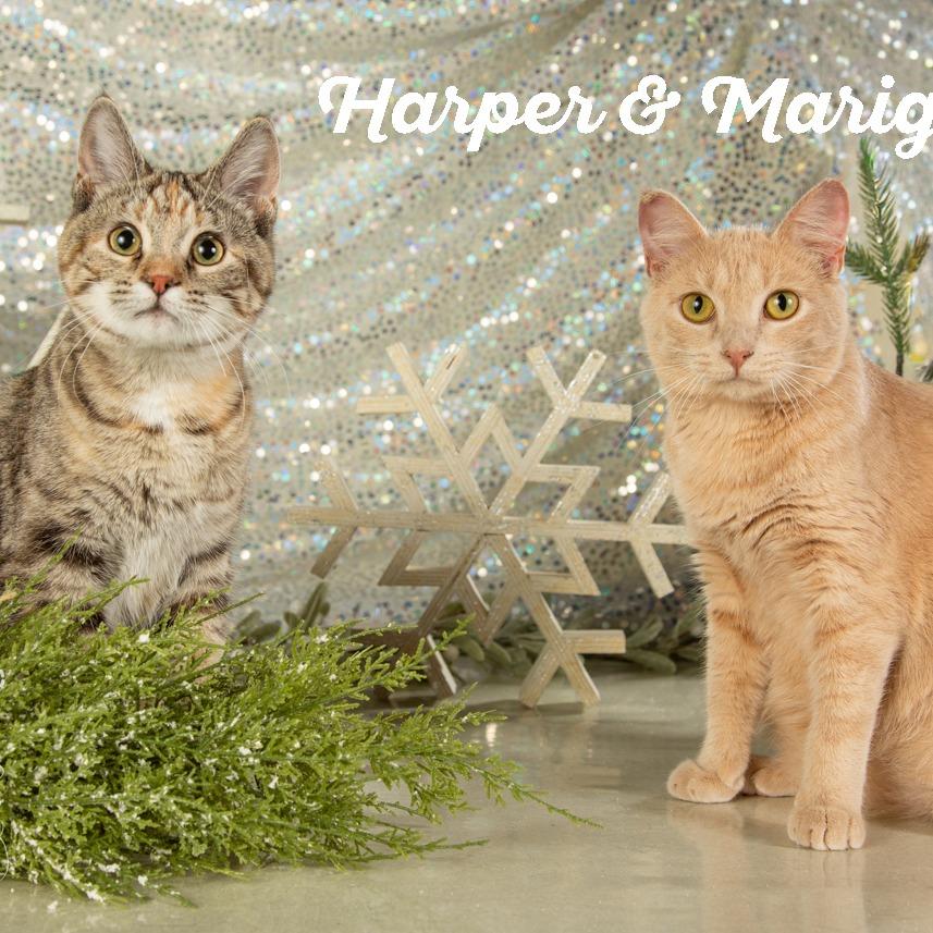 Harper, a Adoptable Domestic Short Hair in Springfield, MO image 3/6