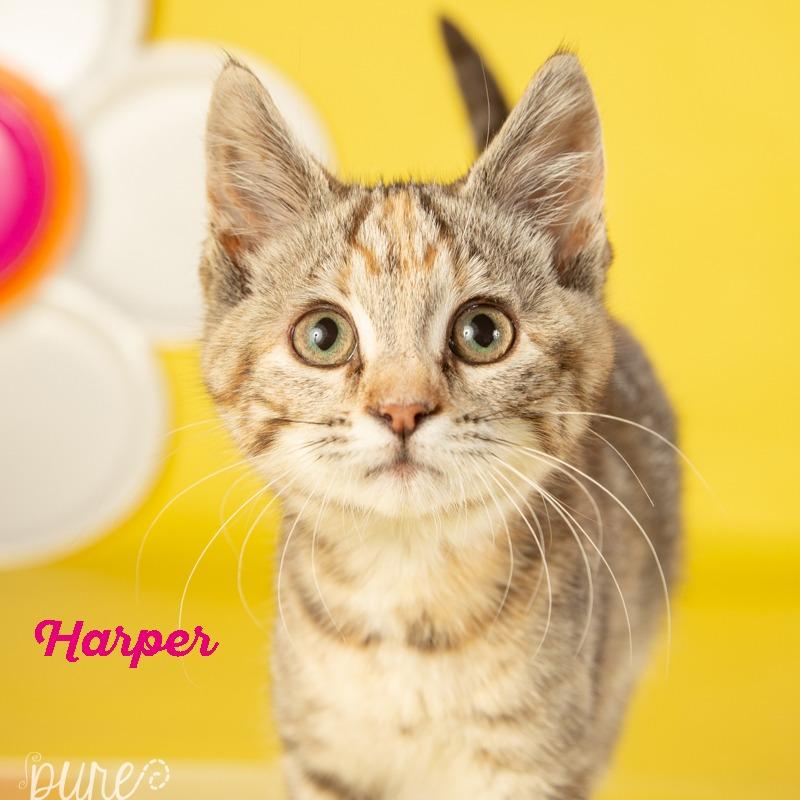 Harper, a Adoptable Domestic Short Hair in Springfield, MO image 3/5