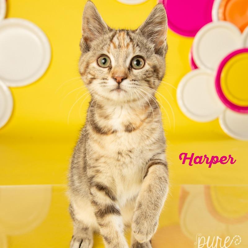 Harper, a Adoptable Domestic Short Hair in Springfield, MO image 4/5