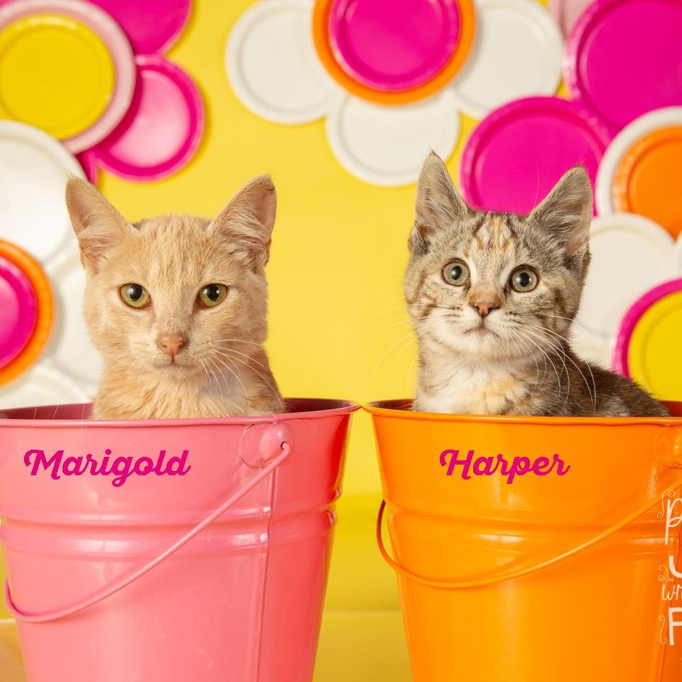 Harper, a Adoptable Domestic Short Hair in Springfield, MO image 5/5