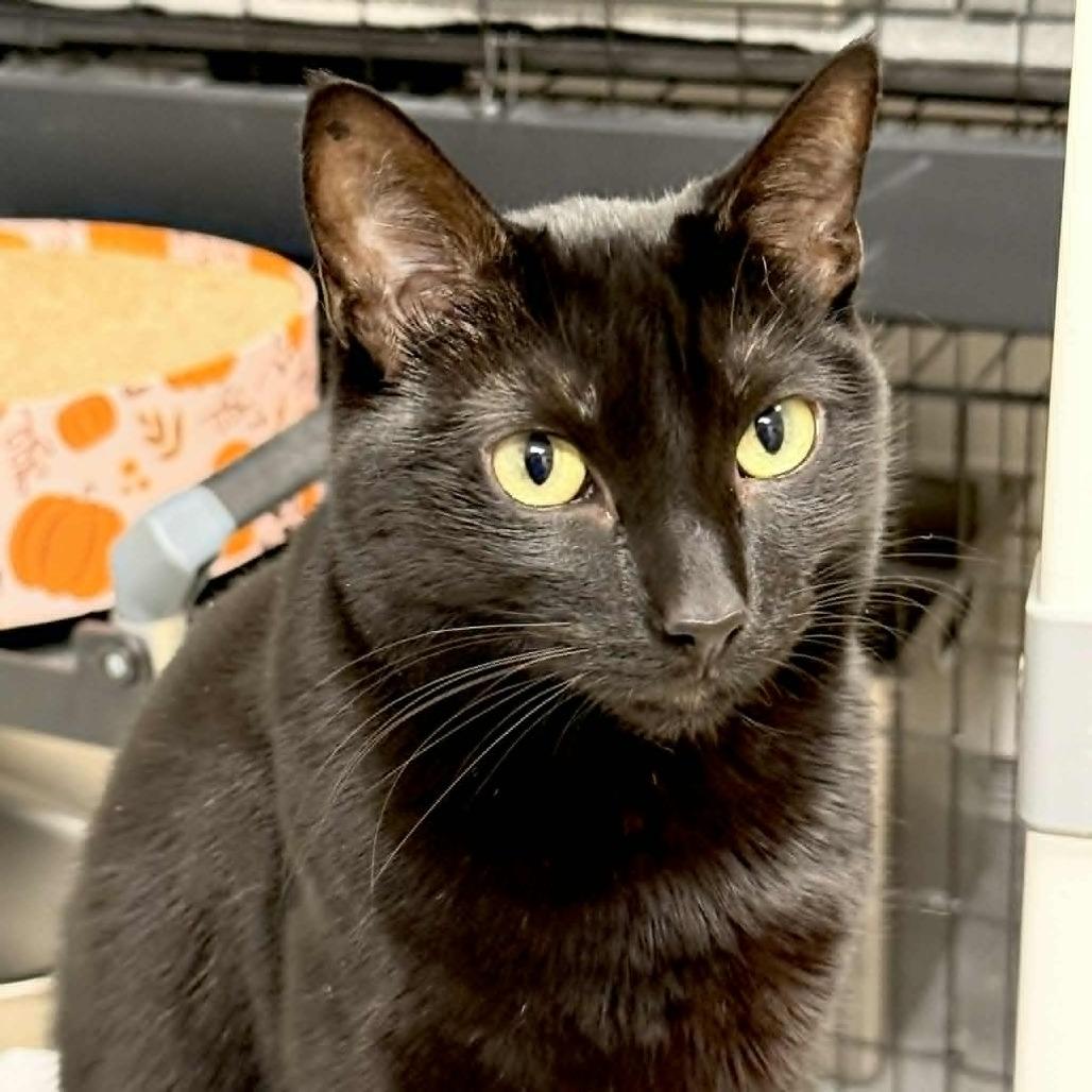 Enlarge Wren, a Adoptable Domestic Short Hair in Wichita, KS image 1/4