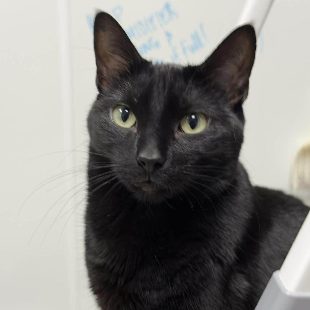 Enlarge Wren, a Adoptable Domestic Short Hair in Wichita, KS image 2/4