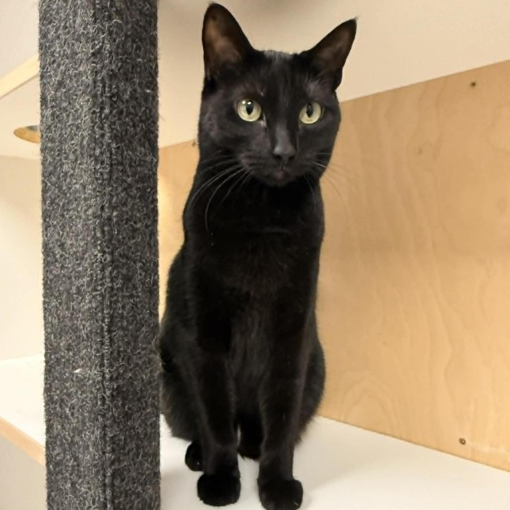 Enlarge Wren, a Adoptable Domestic Short Hair in Wichita, KS image 3/4