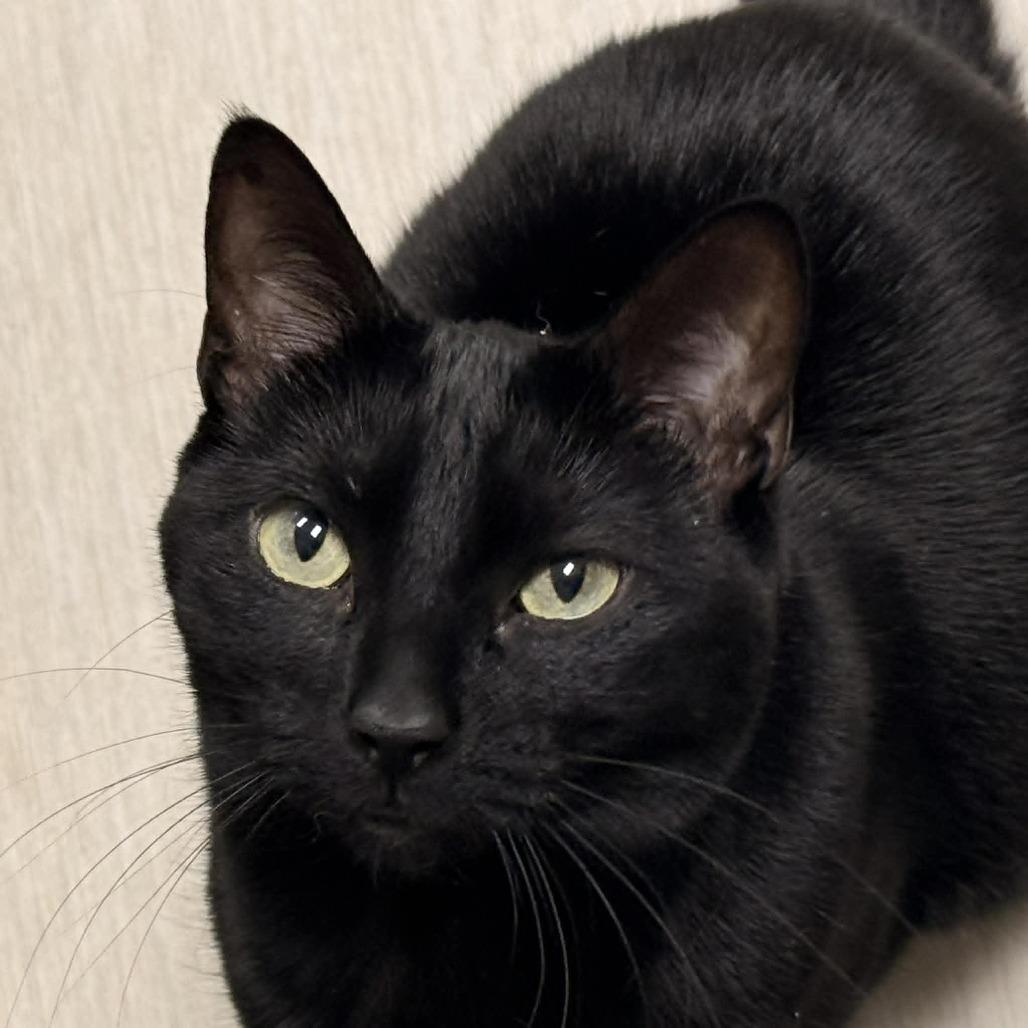 Enlarge Wren, a Adoptable Domestic Short Hair in Wichita, KS image 4/4