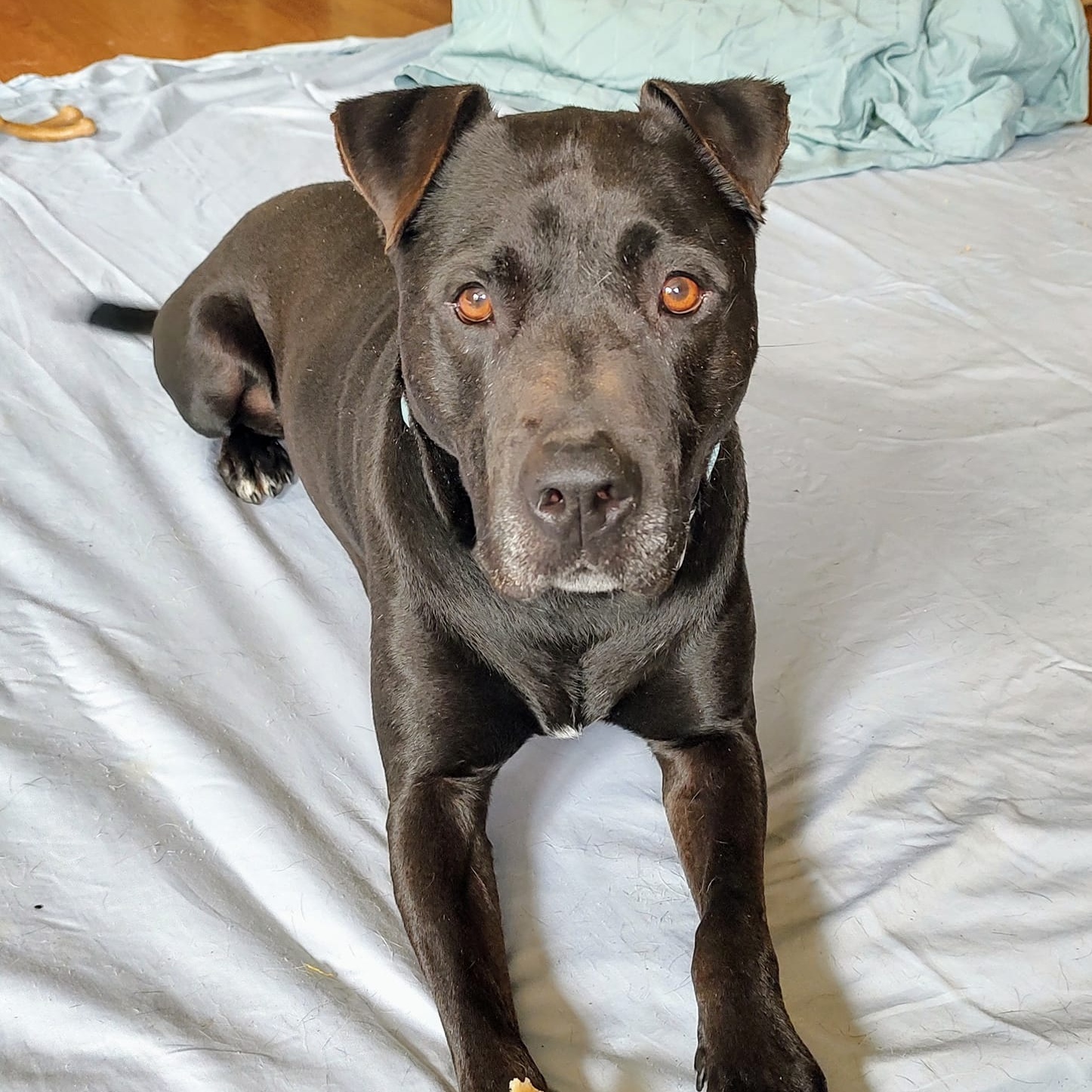 T-Boss, a Adoptable mixed breed in North Jackson, OH image 2/3