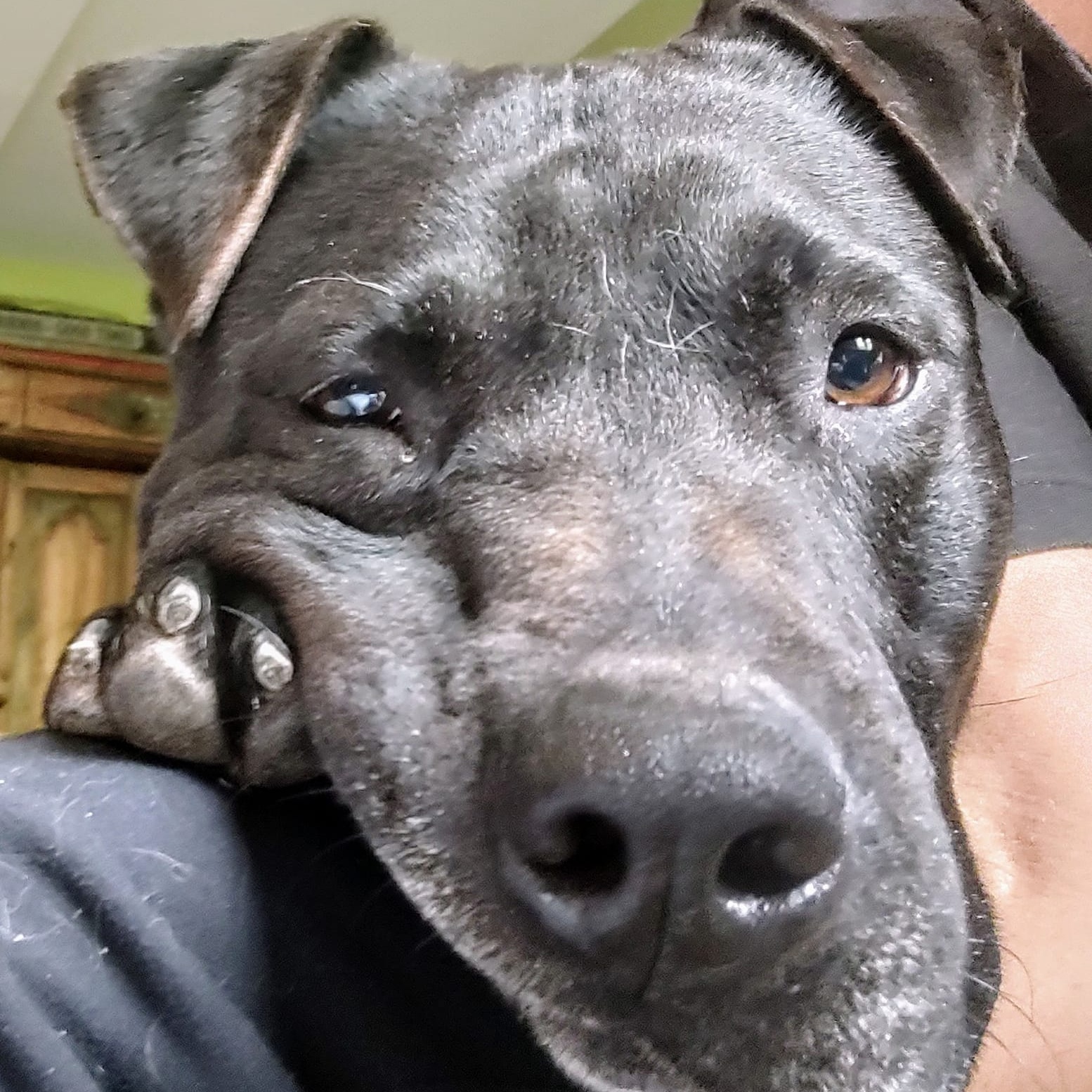 T-Boss, a Adoptable mixed breed in North Jackson, OH image 3/3