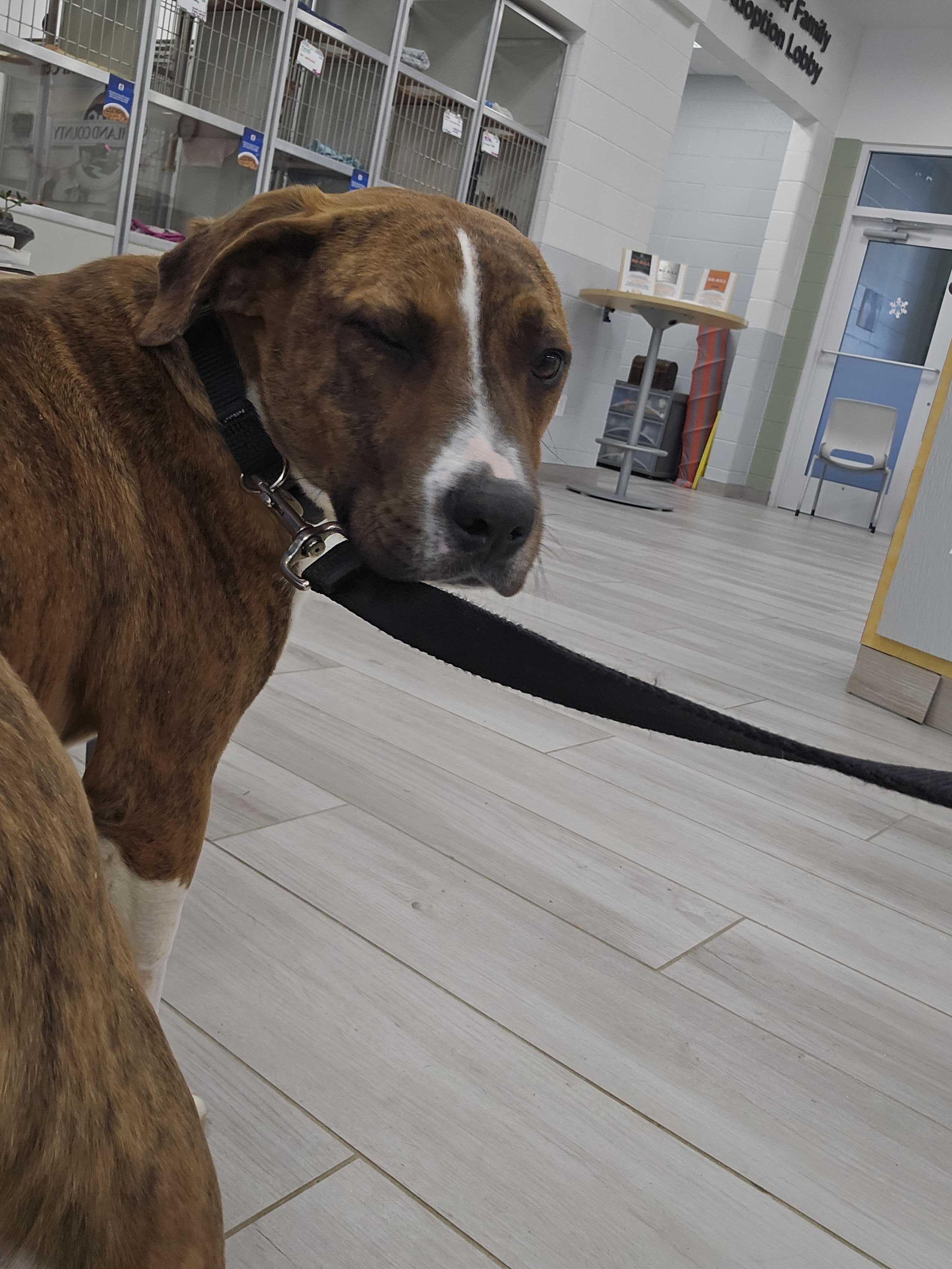 Enlarge Keegan , a ADOPTABLE mixed breed in Maidens, VA image 4/4