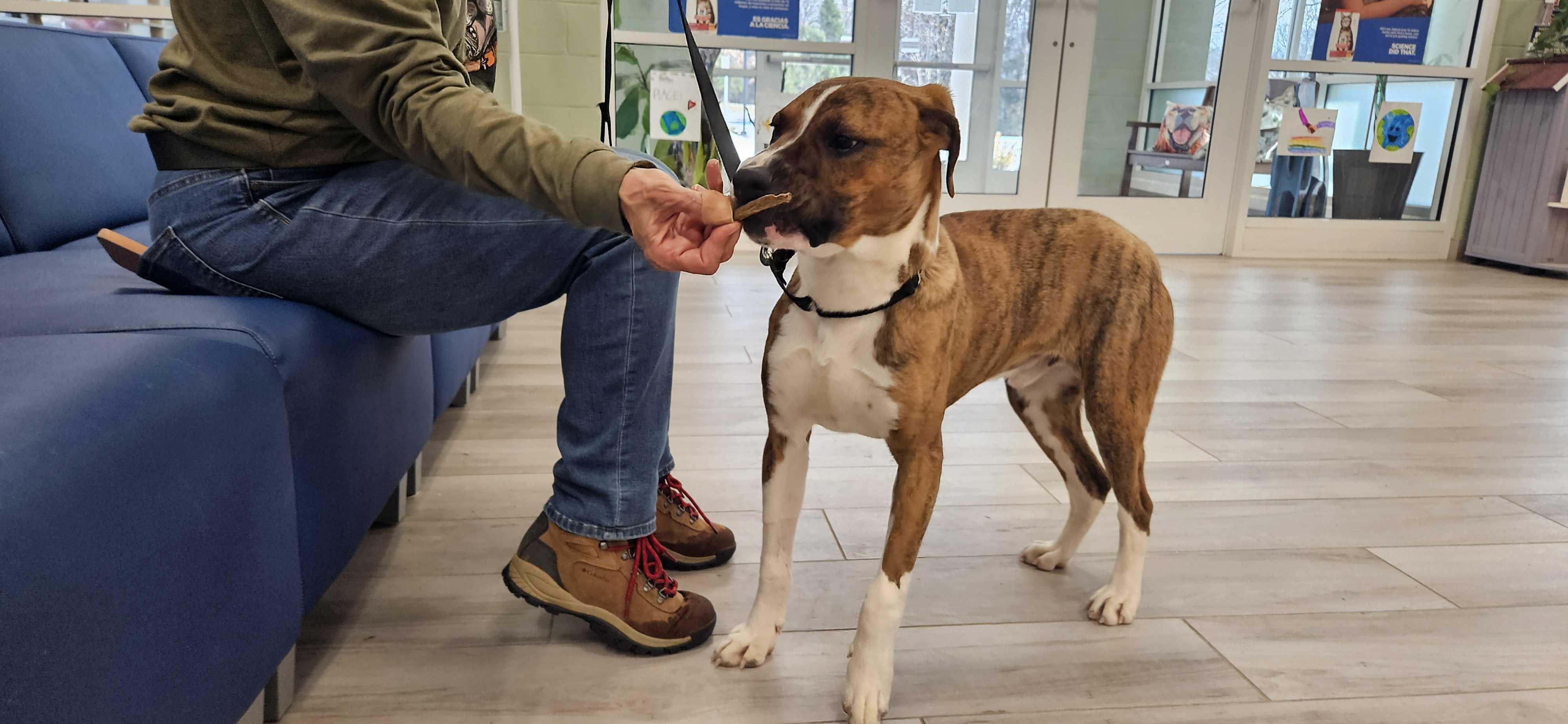 Enlarge Keegan , a ADOPTABLE mixed breed in Maidens, VA image 2/4