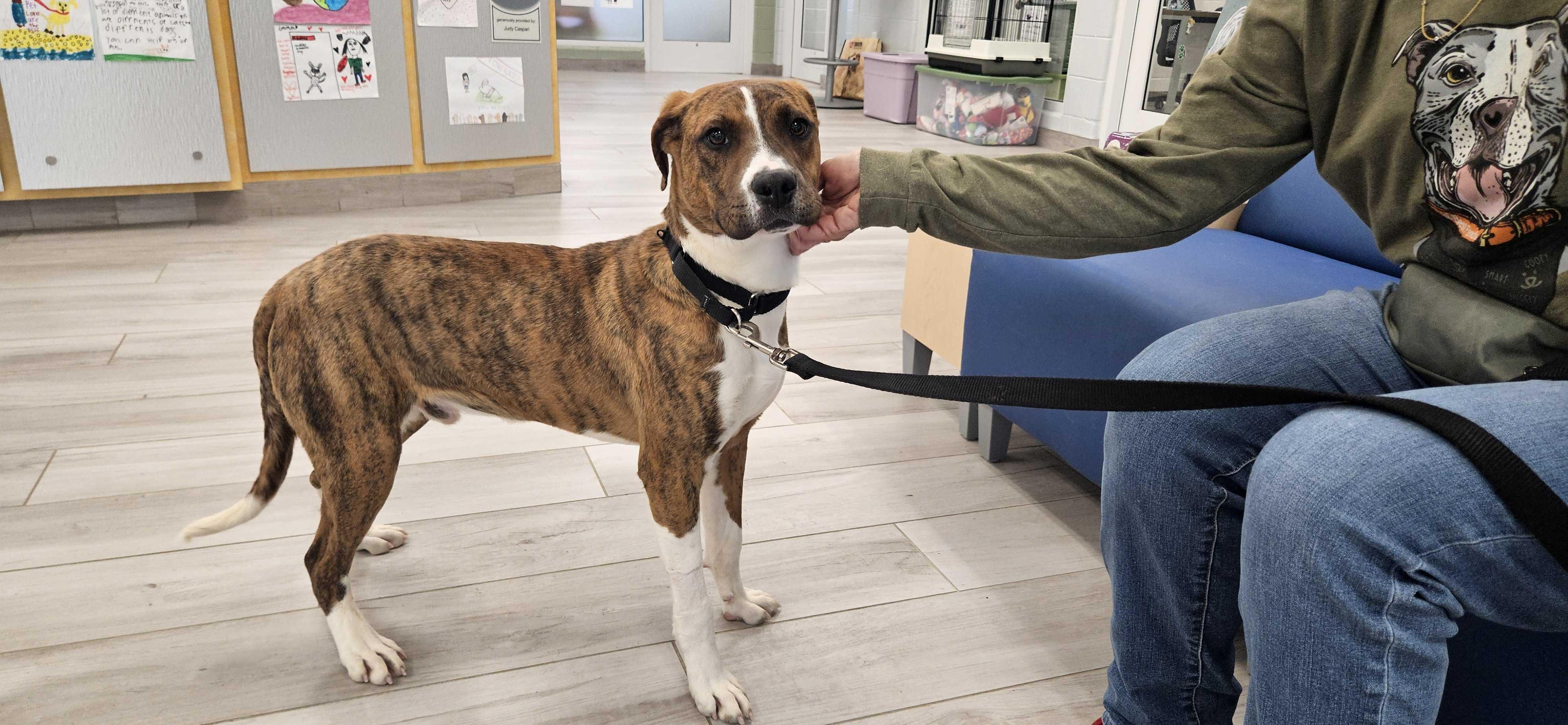 Enlarge Keegan , a ADOPTABLE mixed breed in Maidens, VA image 1/4