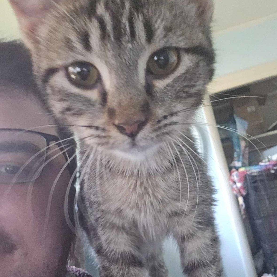 Bonnie Lou, Adoptable, Adult Female Domestic Short Hair.