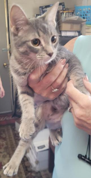 Matisse, a Adoptable Domestic Short Hair in Alpine, TX image 2/5