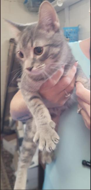 Matisse, a Adoptable Domestic Short Hair in Alpine, TX image 3/5