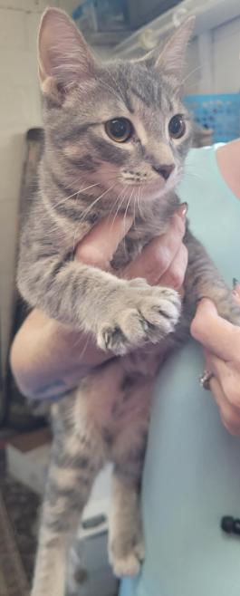 Matisse, a Adoptable Domestic Short Hair in Alpine, TX image 5/5