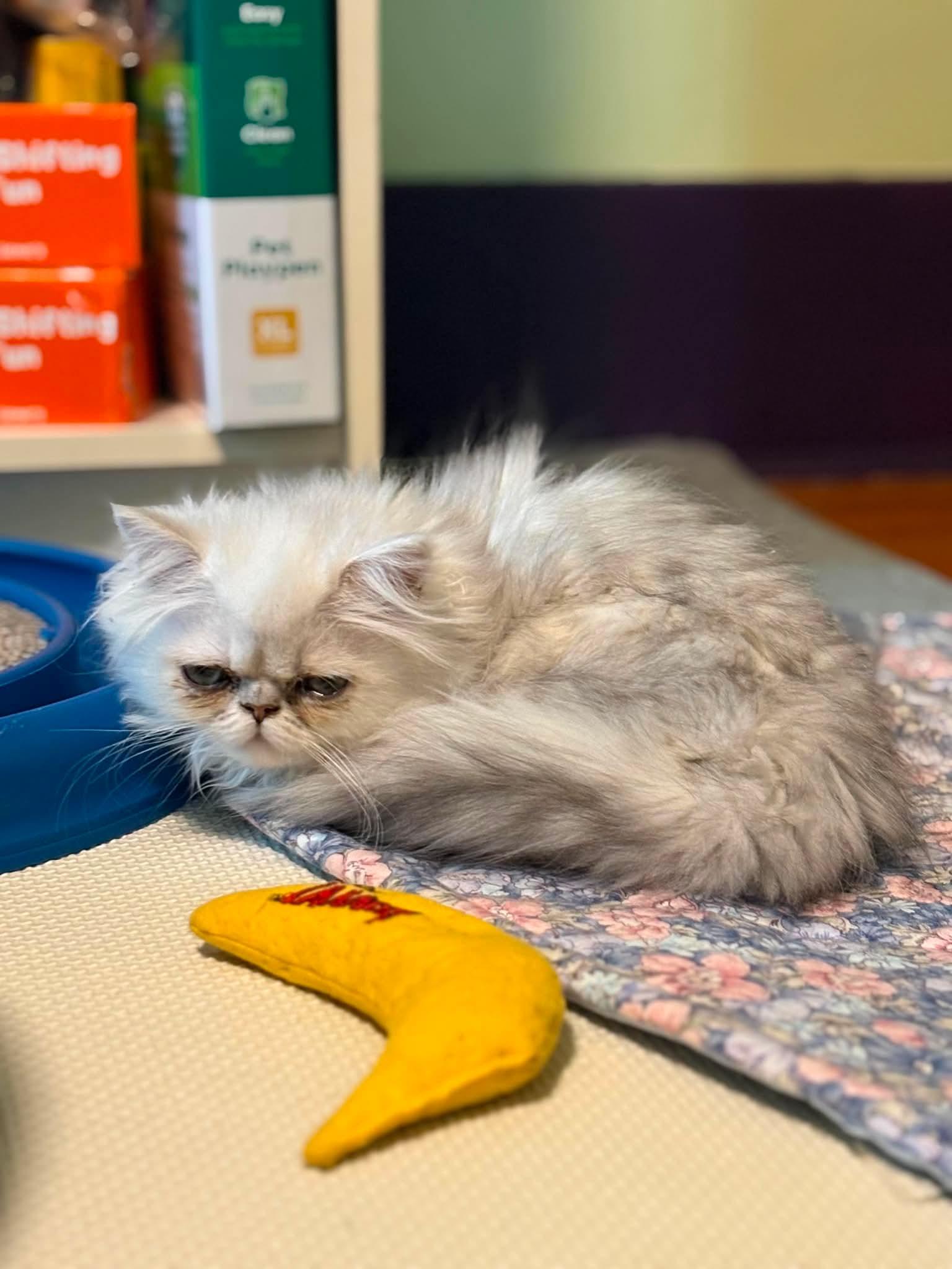 Enlarge Percival, an adopted Domestic Long Hair in New Hartford, NY image 3/3
