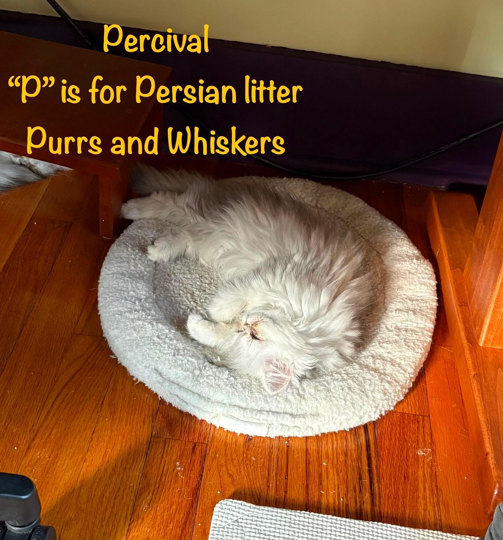 Enlarge Percival, an adopted Domestic Long Hair in New Hartford, NY image 2/3