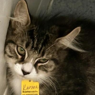 Enlarge Karma - Quiet but Loving, a Adoptable Tabby in Hoquiam, WA image 2/5