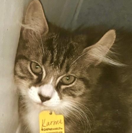 Enlarge Karma - Quiet but Loving, a Adoptable Tabby in Hoquiam, WA image 4/5