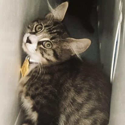 Enlarge Karma - Quiet but Loving, a Adoptable Tabby in Hoquiam, WA image 3/5