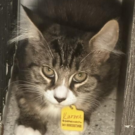 Enlarge Karma - Quiet but Loving, a Adoptable Tabby in Hoquiam, WA image 5/5