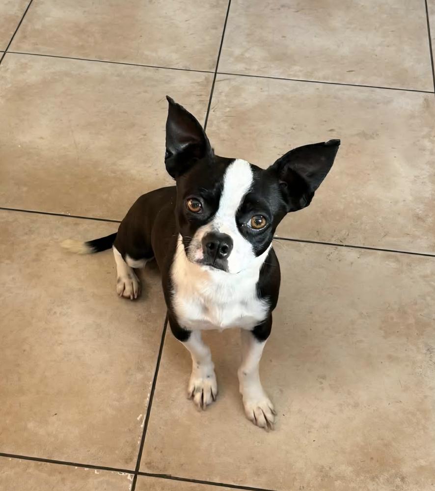 Mickey, Adoptable, Puppy Male Boston Terrier.
