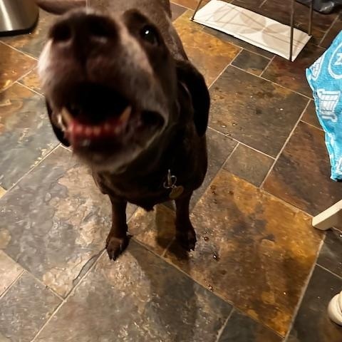 Enlarge Ethel, a ADOPTABLE Chocolate Labrador Retriever in Indianapolis, IN image 3/4