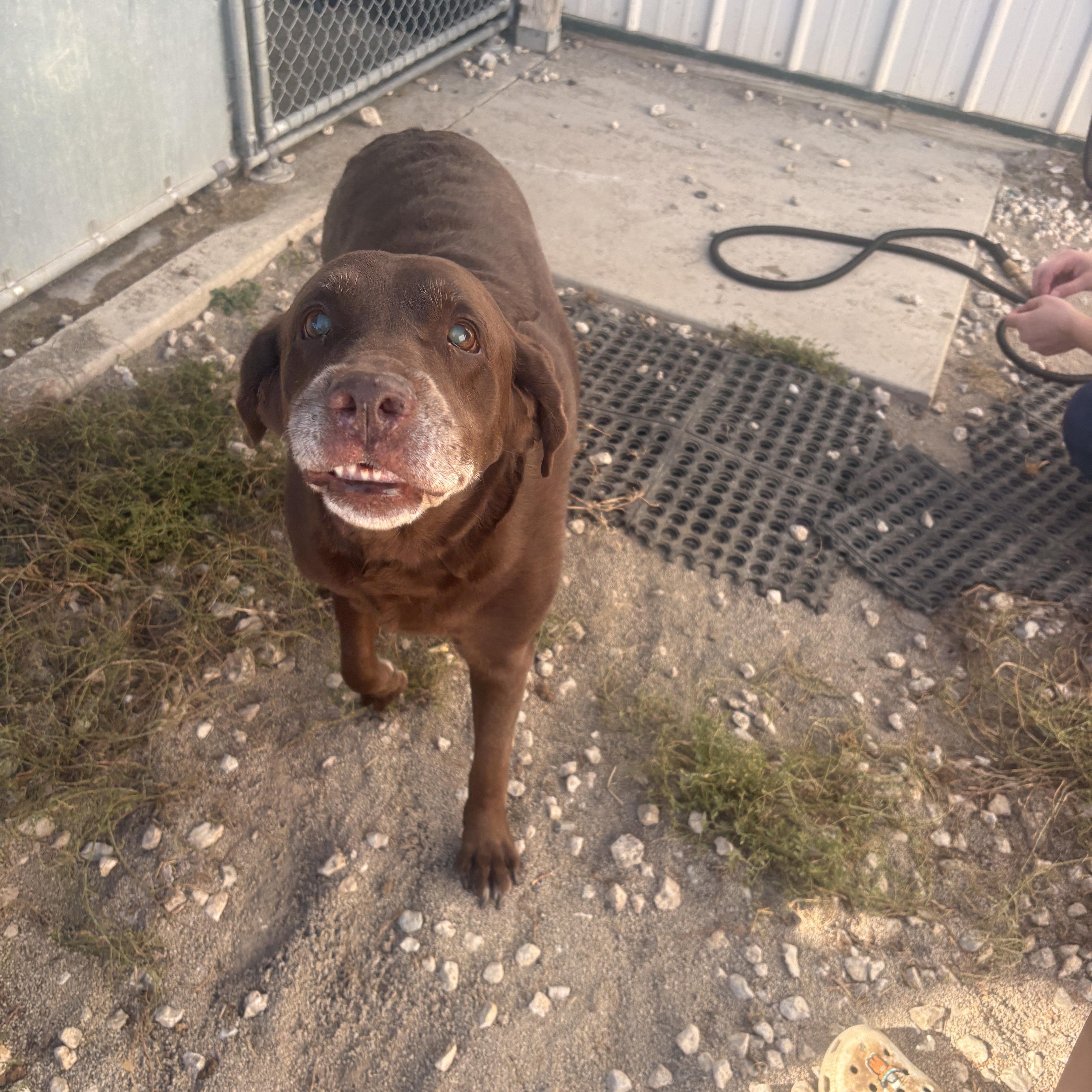 Enlarge Ethel, a ADOPTABLE Chocolate Labrador Retriever in Indianapolis, IN image 4/4