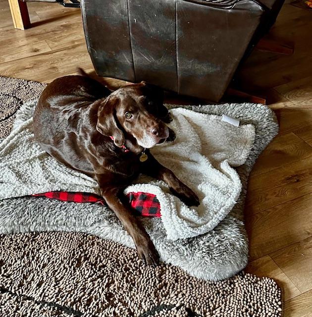 Ethel, ADOPTABLE, Senior Female Chocolate Labrador Retriever.