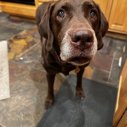 Enlarge Ethel, an adopted Chocolate Labrador Retriever in Indianapolis, IN image 1/6