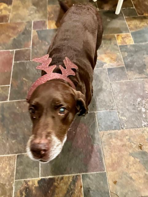 Enlarge Ethel, an adopted Chocolate Labrador Retriever in Indianapolis, IN image 3/6