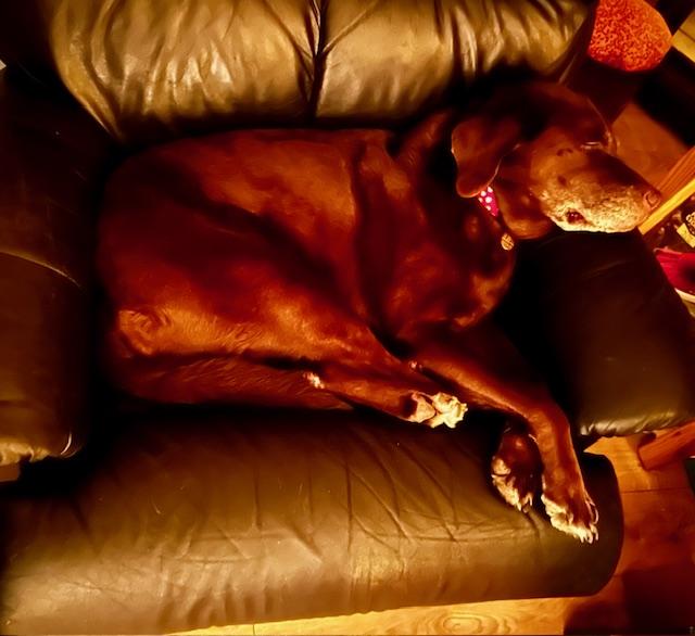 Enlarge Ethel, an adopted Chocolate Labrador Retriever in Indianapolis, IN image 6/6