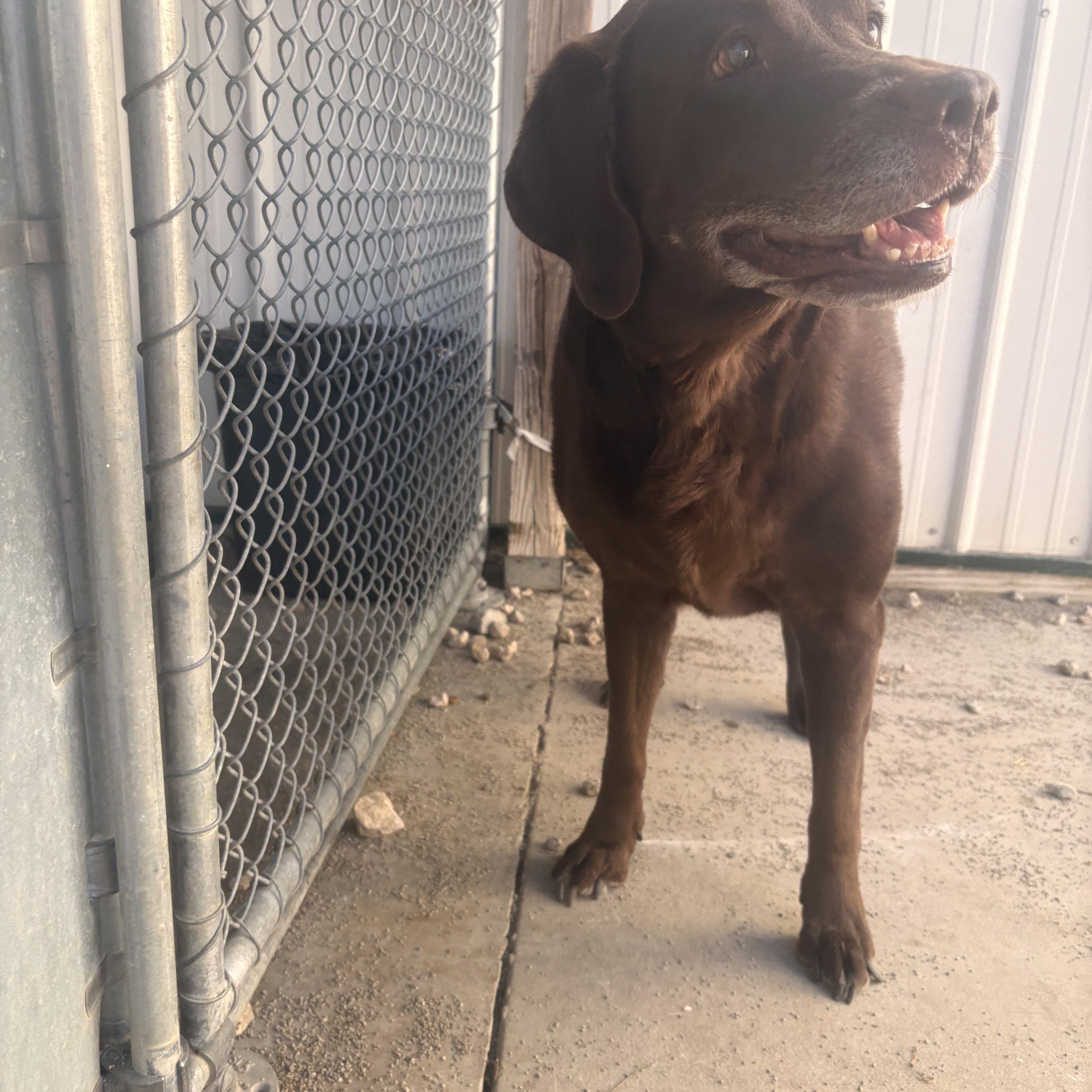 Enlarge Ethel, a ADOPTABLE Chocolate Labrador Retriever in Indianapolis, IN image 2/4