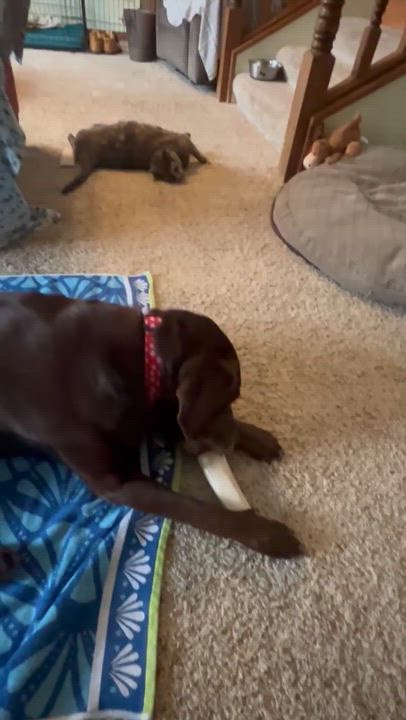 Enlarge Ethel, an adopted Chocolate Labrador Retriever in Indianapolis, IN video 4/6