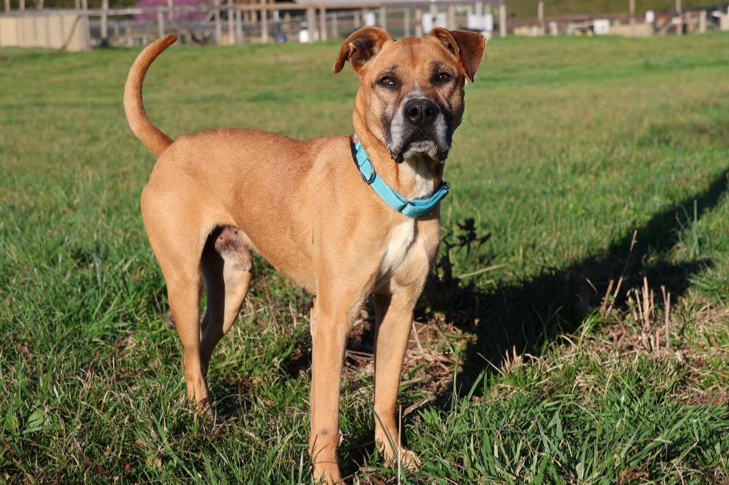 Zeus, Adoptable, Adult Male Mixed Breed.
