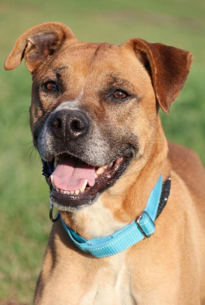 Enlarge Zeus, a Adoptable mixed breed in Columbia, TN image 2/3