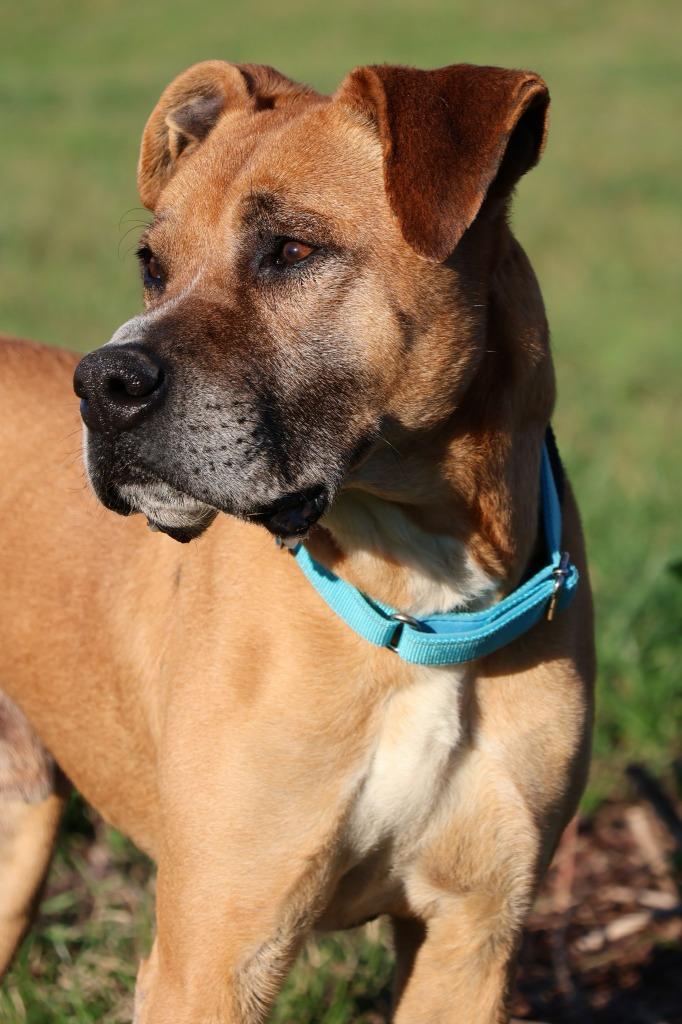 Enlarge Zeus, a Adoptable mixed breed in Columbia, TN image 3/3