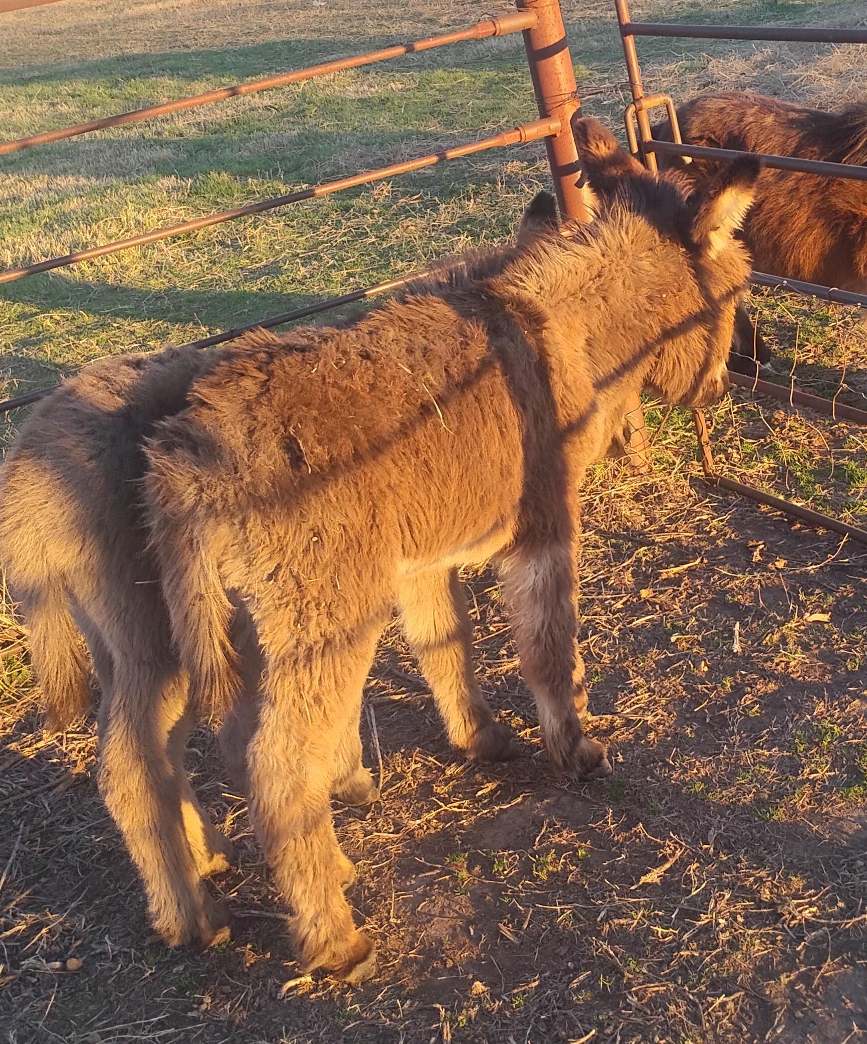 Enlarge Poncho, a ADOPTABLE Donkey in Sulphur, OK image 3/4