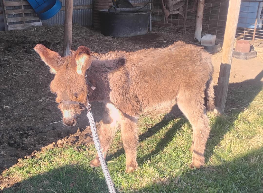 Enlarge Poncho  (Updated pics), a ADOPTABLE Donkey in Sulphur, OK image 2/4