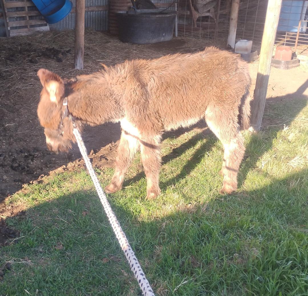 Enlarge Poncho  (Updated pics), a ADOPTABLE Donkey in Sulphur, OK image 3/4