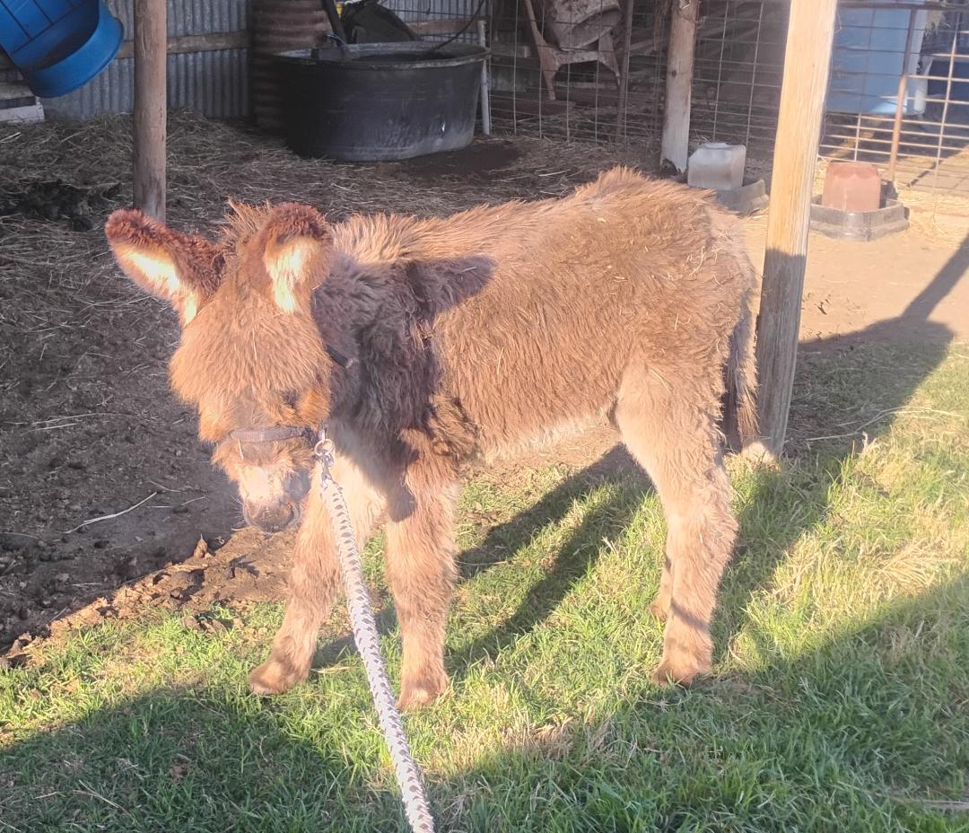 Poncho  (Updated pics), ADOPTABLE, Young Male Donkey.